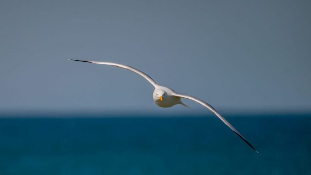 HB Oiseau marin 16